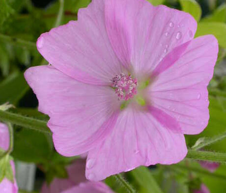 Musk Mallow Seed Malva Moschata Buy Online FarmSeeds Co Uk Farm