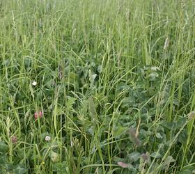 CSAM3 - Grazing Herbal Ley (FS2/G)