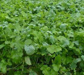 Buy Stubble Turnip | Roots Seeds | Forage Crops Online - Farm Seeds