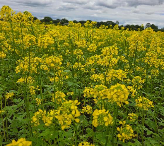 White Mustard Seed (Sinapsis alba)