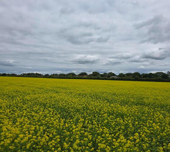 Organic White Mustard Seed (Sinapsis alba)