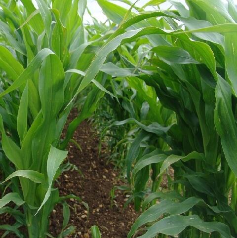 Late Shot Game Cover Maize Seed