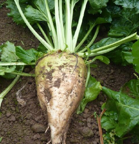 BLIZZARD Fodder Beet Seed